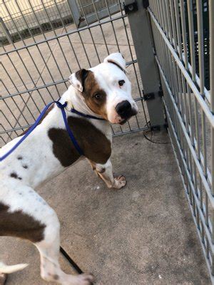 Animal shelter in martinez california - Contra Costa Animal Services, Martinez, California. 28,984 likes · 3,058 talking about this · 13,575 were here. To protect the public and the animals in... 